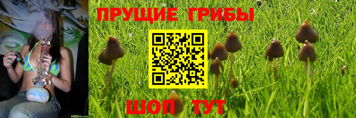 Псилоцибиновые грибы Cubensis  продажа наркотиков  Химки  Псилоцибиновые грибы GOLDEN TEACHER  Вход с VPN 